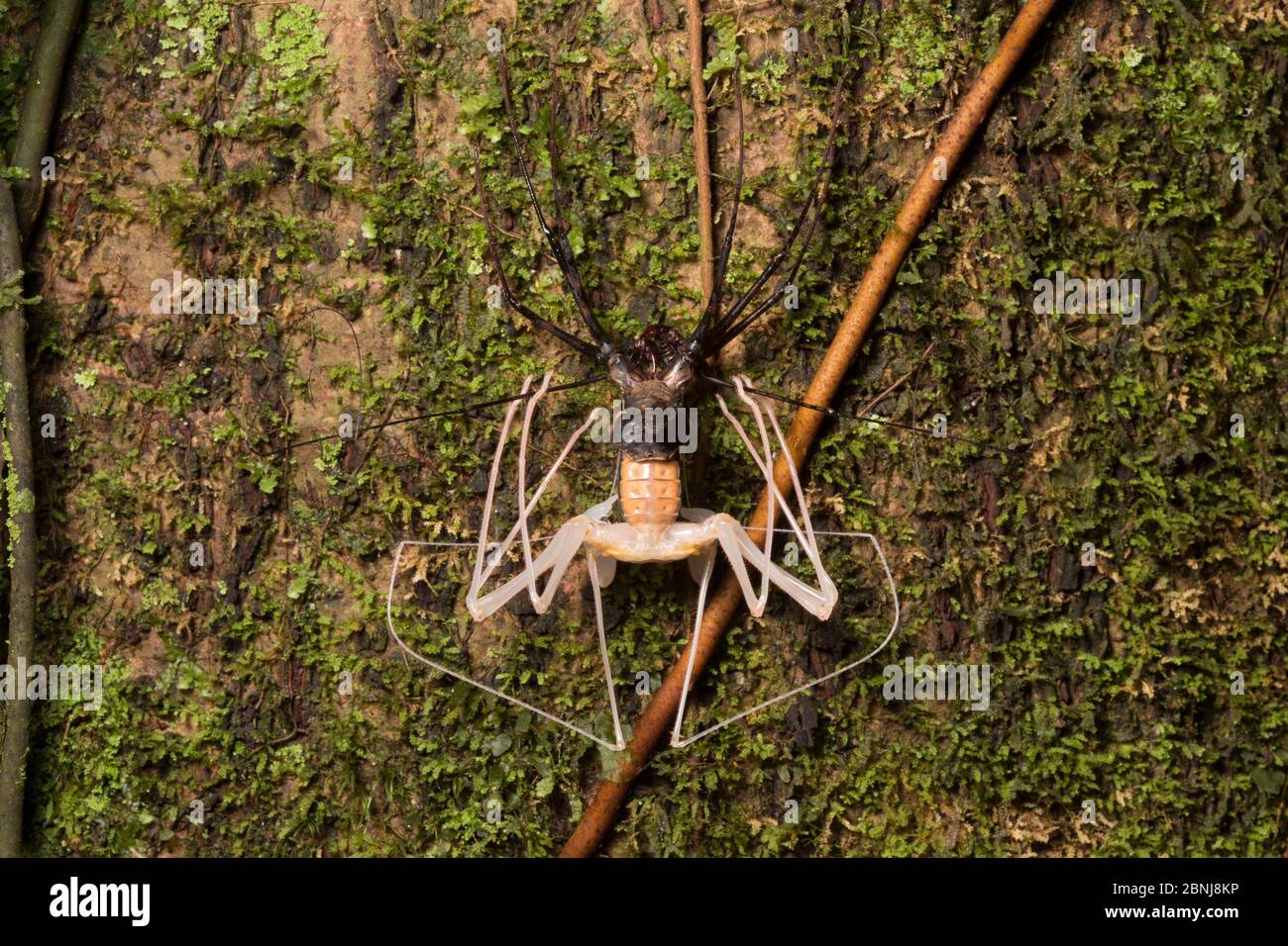 Whipscorpion sans queue (Amblypygi) en train de se déverser la peau, contreforts des Caraïbes centrales, Costa Rica. Séquence 2/5 Banque D'Images