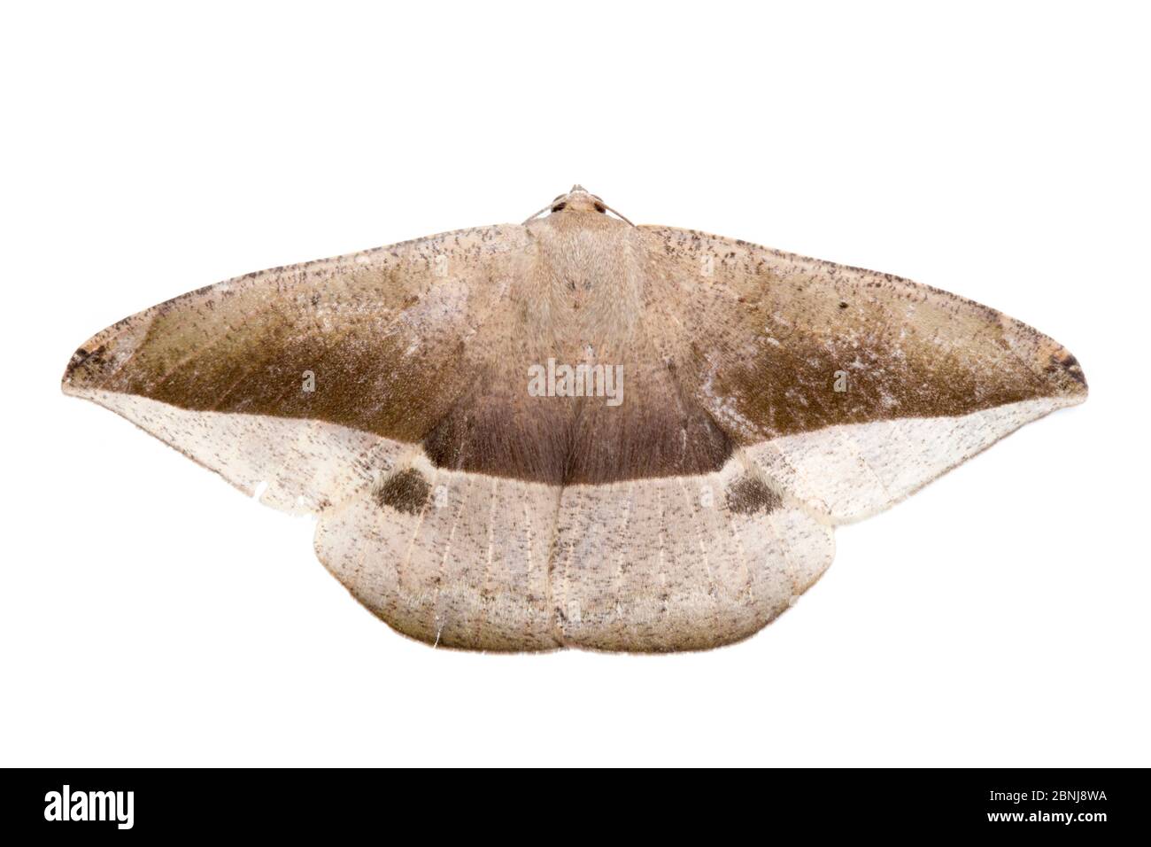 Papillon des feuilles mort (Oxyteninae) photographié sur fond blanc dans un studio mobile, chaîne de montagnes de la Cordillera de Talamanca, pentes des Caraïbes, Costa Banque D'Images