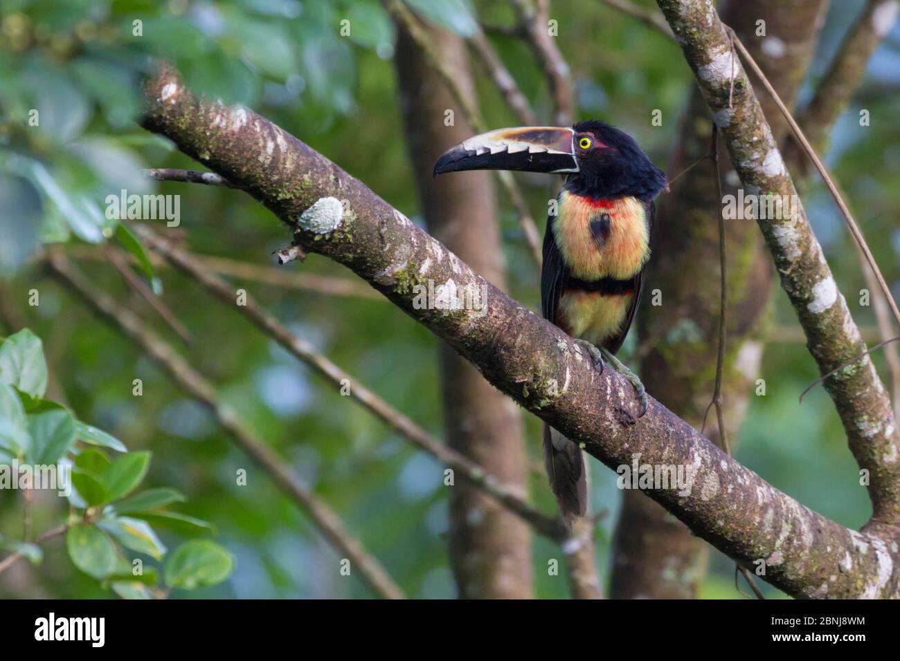 Aracari (Pteroglossus torquatus) chaîne de montagnes de la Cordillera de Talamanca, pentes des Caraïbes, Costa Rica. Banque D'Images