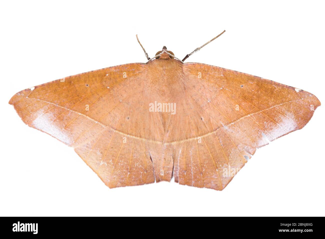 Moth (Herbita sp) photographié sur fond blanc dans un studio mobile. Chaîne de montagnes de la Cordillera de Talamanca, pistes des Caraïbes, Costa Rica. Banque D'Images