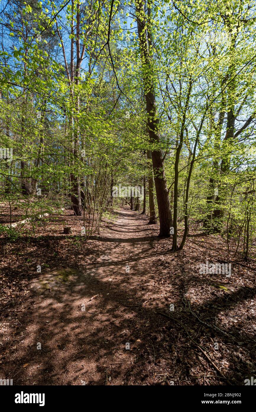 Printemps dans la forêt. Sentier forestier au soleil. Banque D'Images