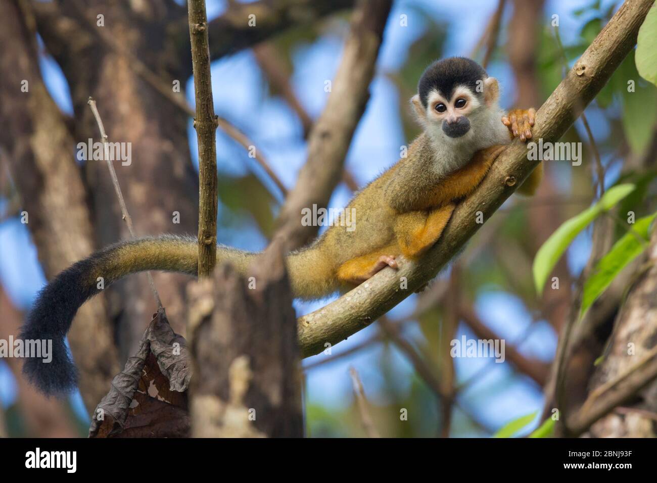 Singe écureuil d'Amérique centrale à couronne noire (Saimiri oerstedii oerstedii) Péninsule d'Osa, Costa Rica. Liste rouge de l'UICN espèces vulnérables. Banque D'Images