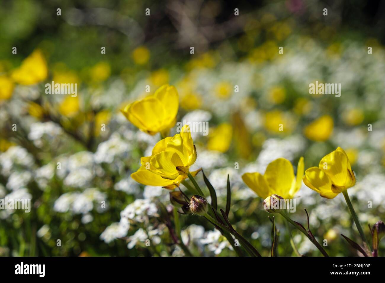 Des papillons jaunes fleurissent avec des fleurs sauvages dans un champ herbacé de prairie. Benllech, Île d'Anglesey, pays de Galles, Royaume-Uni, Grande-Bretagne Banque D'Images