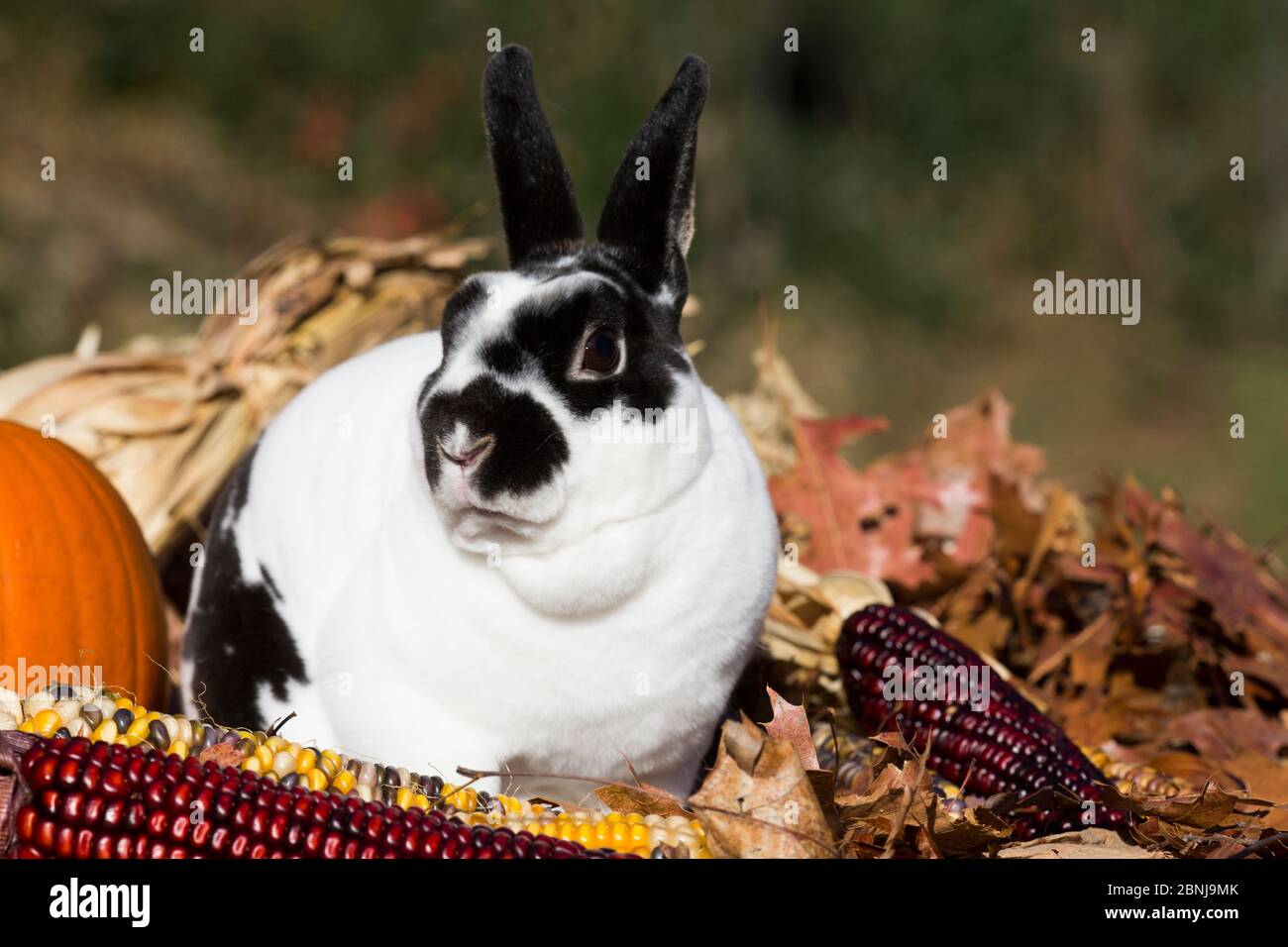 Mini Lapin Rex dans les feuilles de chêne et les oreilles du maïs, Newington, Connecticut, USA Banque D'Images