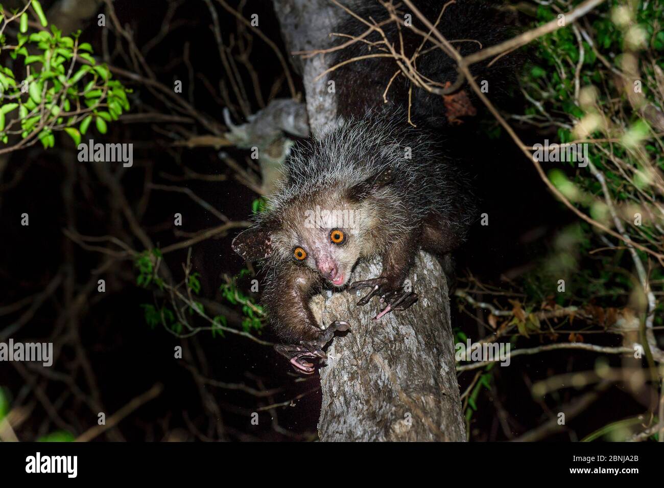 Aye-aye (Daubentonia madagascariensis) femelle qui se fourrage dans la canopée centrale de forêt décidue sèche la nuit. Andanotsimaty, Daraina, Madag du nord Banque D'Images