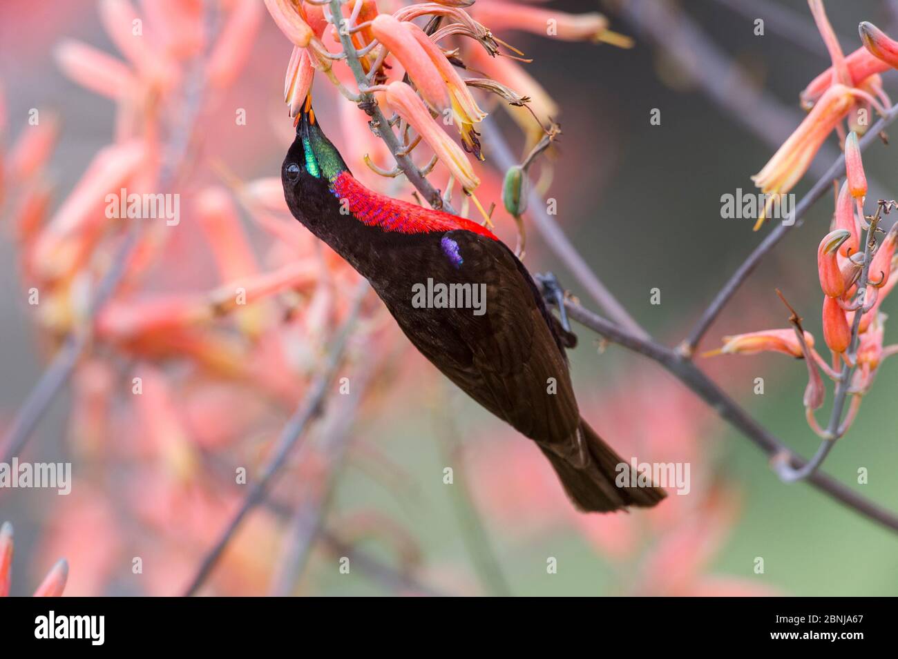 Oiseau de soleil à carafe (Chalcomitra senegalensis) mâle se nourrissant de fleurs d'aloès. Région de Ndutu, zone de conservation de Ngorongoro NCA / Parc national de Serengeti Banque D'Images