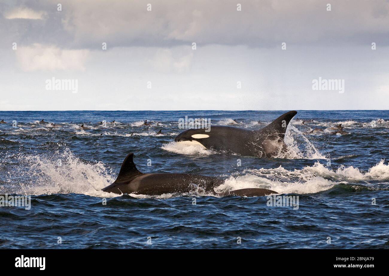 Épaulard (Orcinus orca) chasse pod dauphin commun à la surface, False Bay, Afrique du Sud, avril. Banque D'Images