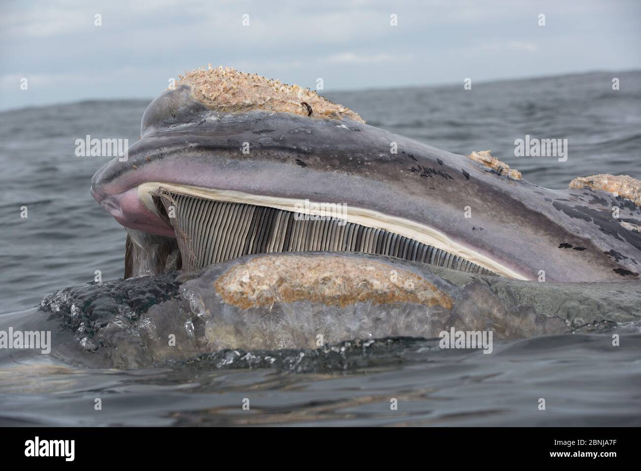 Baleine noire du sud (Eubalaena australis) se nourrissant à la surface avec des barnacles sur le dessus de la tête, et des plaques de néons visibles, de Hoop, Afrique du Sud, Mar Banque D'Images