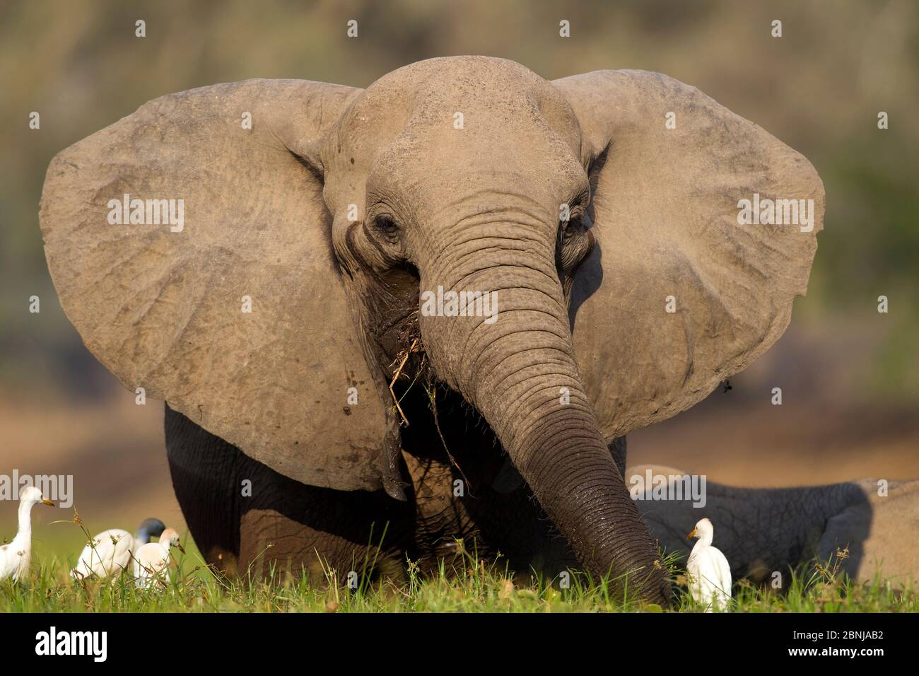 Éléphant d'Afrique (Loxodonta africana) reposant avec les aigrettes de bétail (Bubulcus ibis) Mana pools National Park, Zimbabwe. Banque D'Images