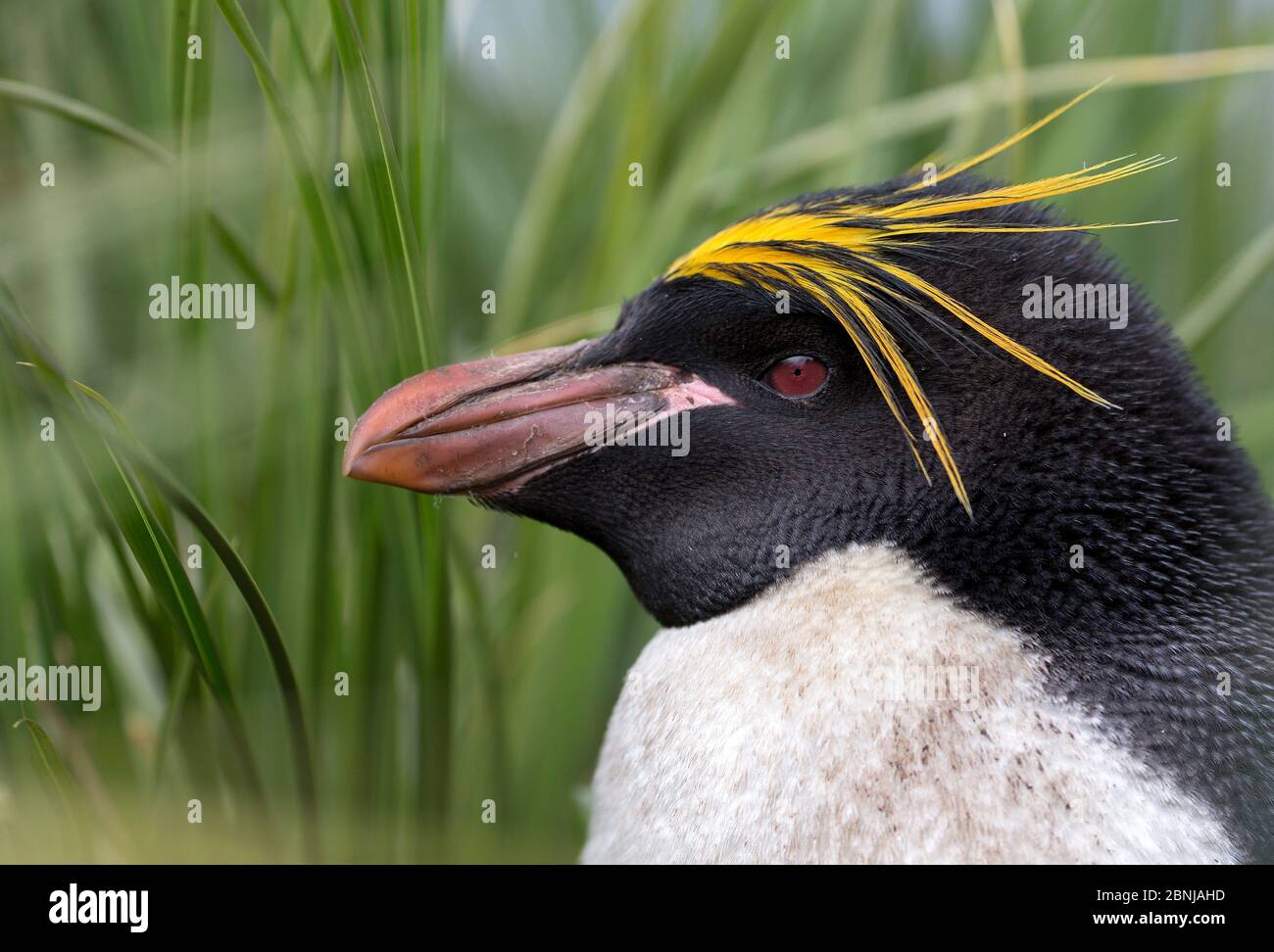 Portrait du pingouin macaroni (Eudyptes chrysolophus), Géorgie du Sud, janvier. Banque D'Images