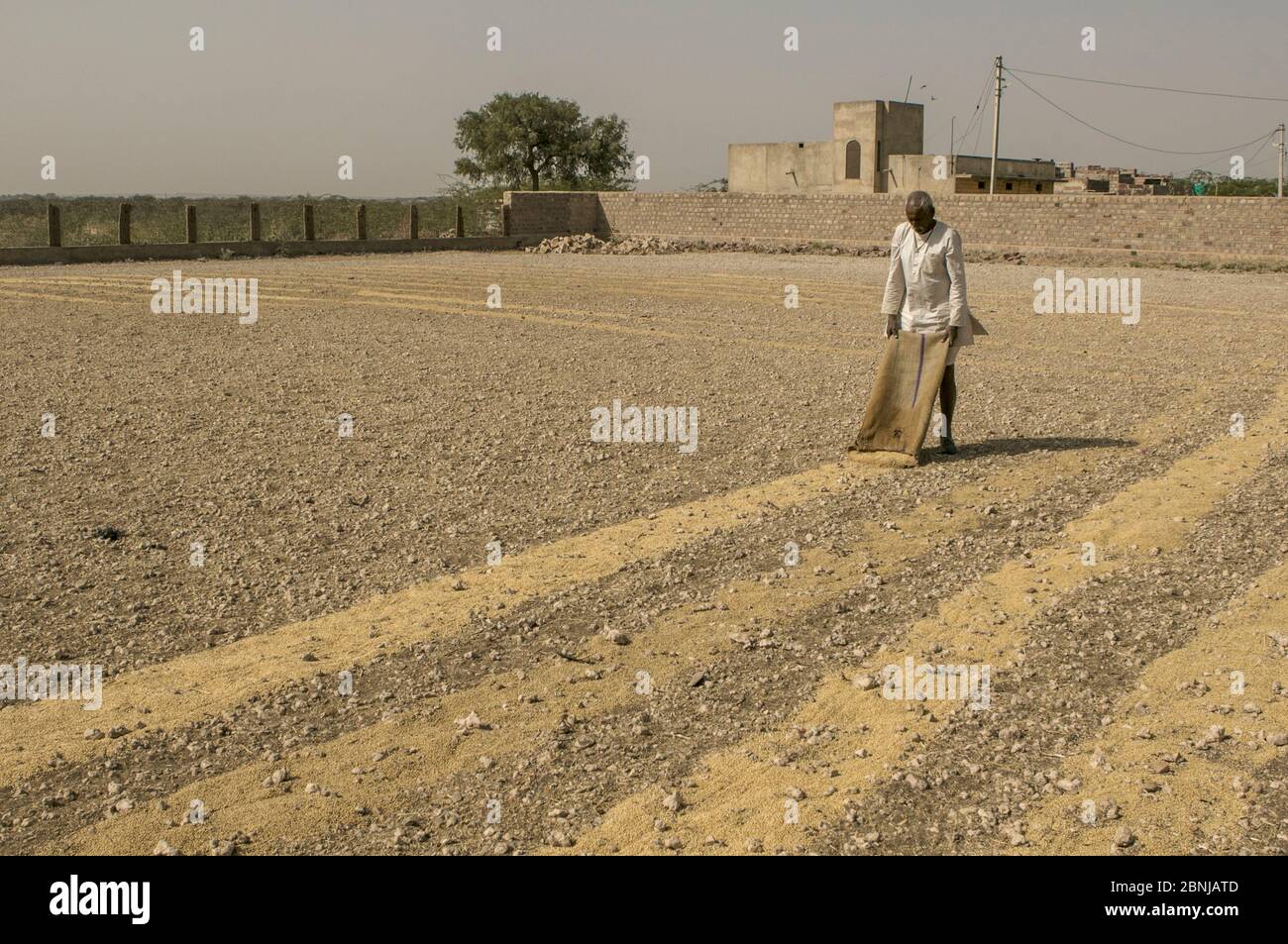 Homme qui répand des grains dans une zone d'alimentation ou dans une chougga ghar pour nourrir les grues Demoiselle (Anthropoides virgo) pendant leur migration hivernale. Khihan, R. Ouest Banque D'Images