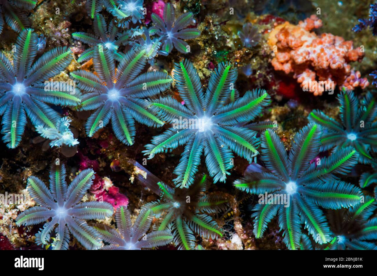 Polypes de corail mou (Clavularia sp) Papouasie occidentale, Indonésie. Banque D'Images