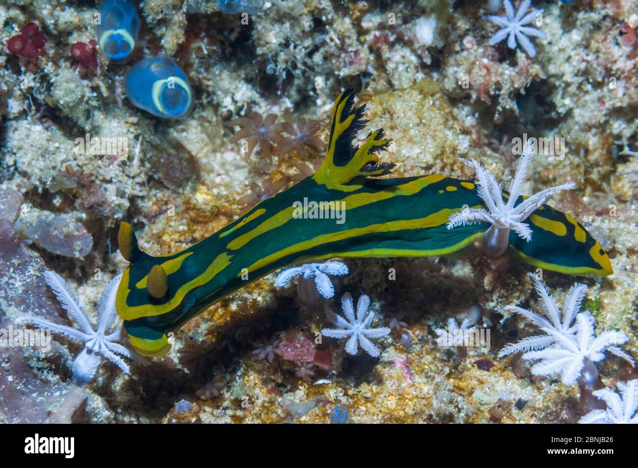 Nudibranche (Tambja gabrielae) avec polypes (Clavularia sp). Papouasie occidentale, Indonésie. Banque D'Images