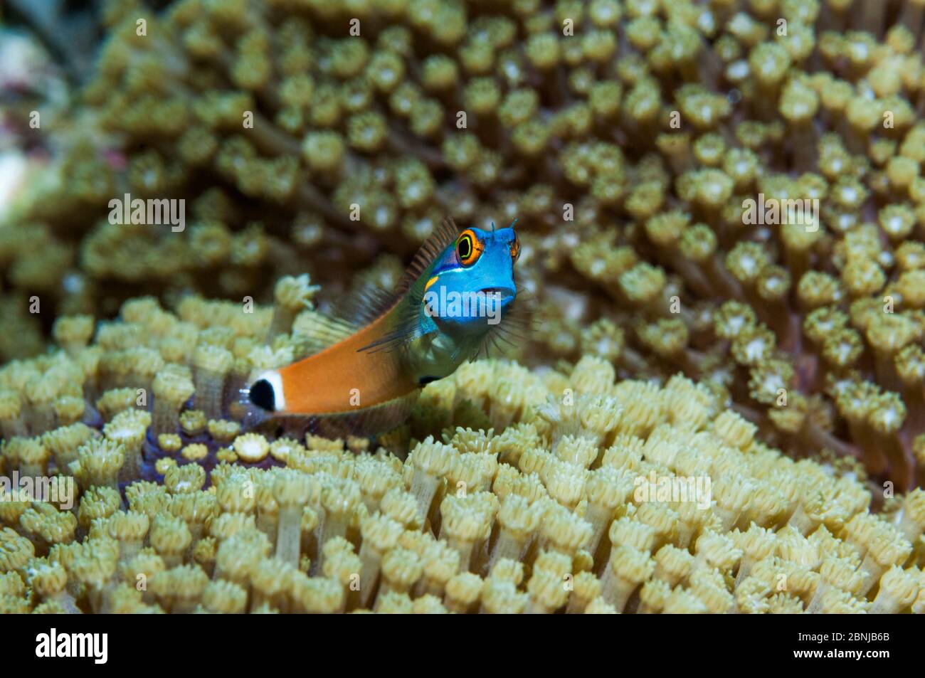 Tailspot blennie (Ecsenius stigmatura) Raja Ampat, Papouasie occidentale, Indonésie Banque D'Images