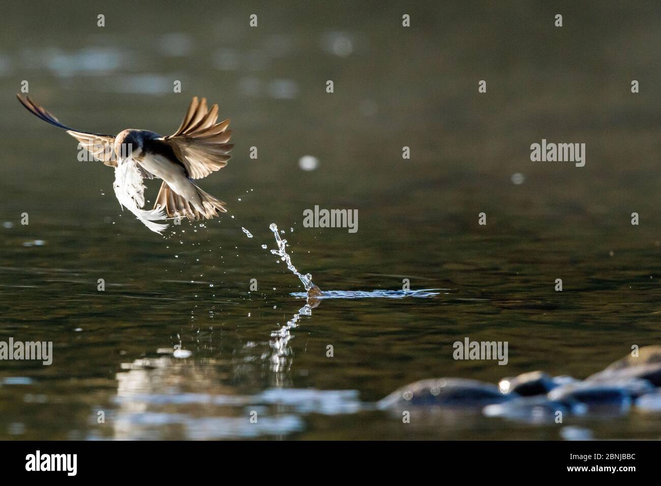 Sand martin (Riparia riparia) prend des plumes de cygne de la surface de la rivière Wy pour aligner son nid situé à proximité, Herefordshire, Royaume-Uni, mai. Banque D'Images