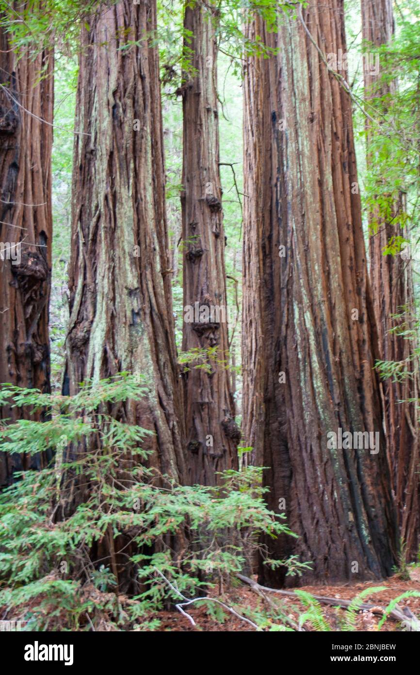 Séquoias de Californie, parc national d'Armstrong Woods, près de Guerneville, Californie, États-Unis d'Amérique, Amérique du Nord Banque D'Images