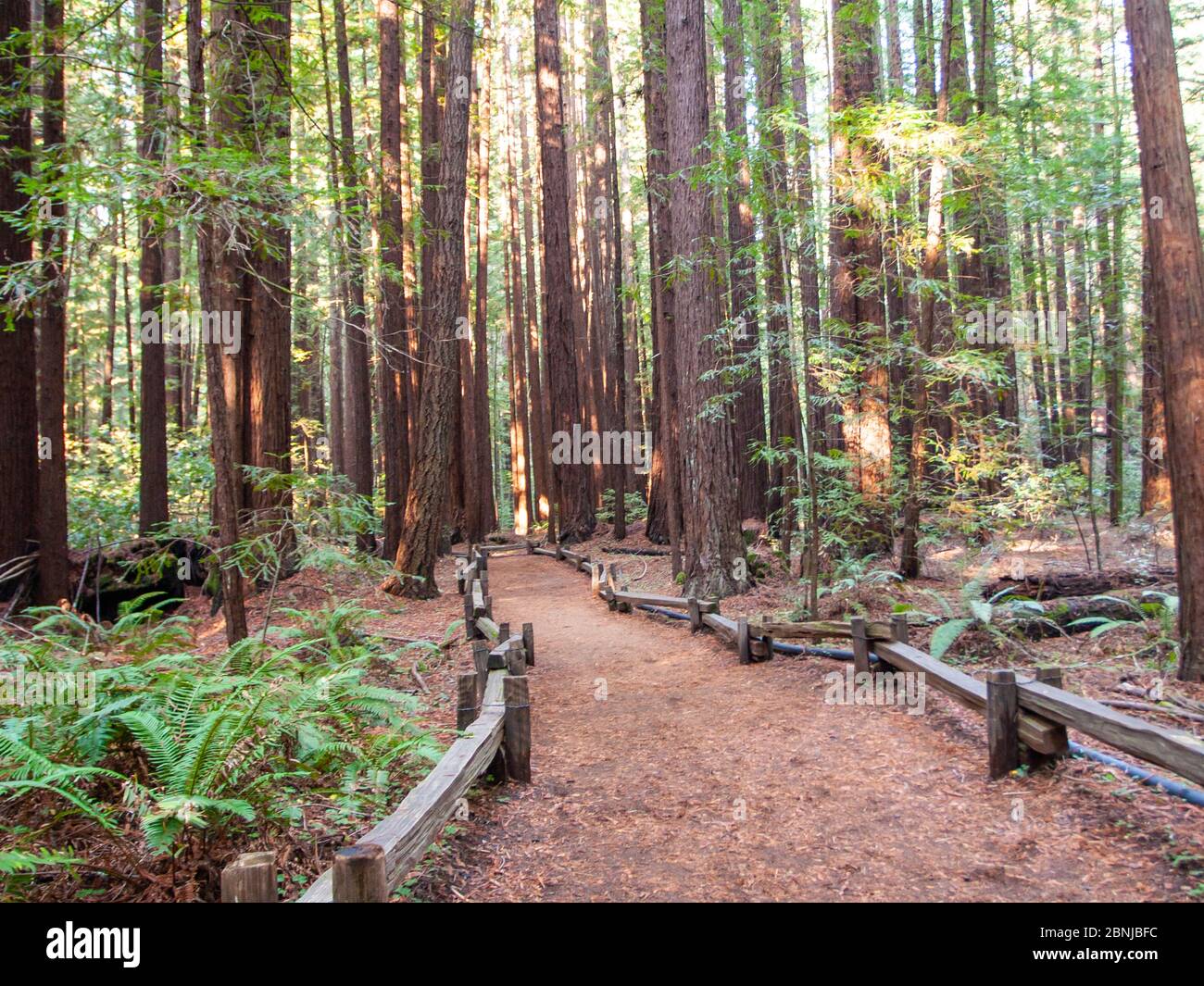 Chemin entre les séquoias de Californie, parc national d'Armstrong Woods, près de Guerneville, Californie, États-Unis d'Amérique, Amérique du Nord Banque D'Images