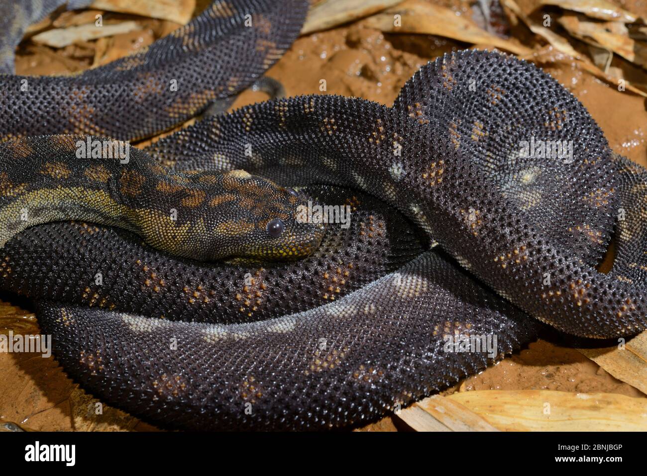 Arafura filesnake (Acrochordus arafurae) est présent en captivité dans le Queensland, en Australie. Banque D'Images