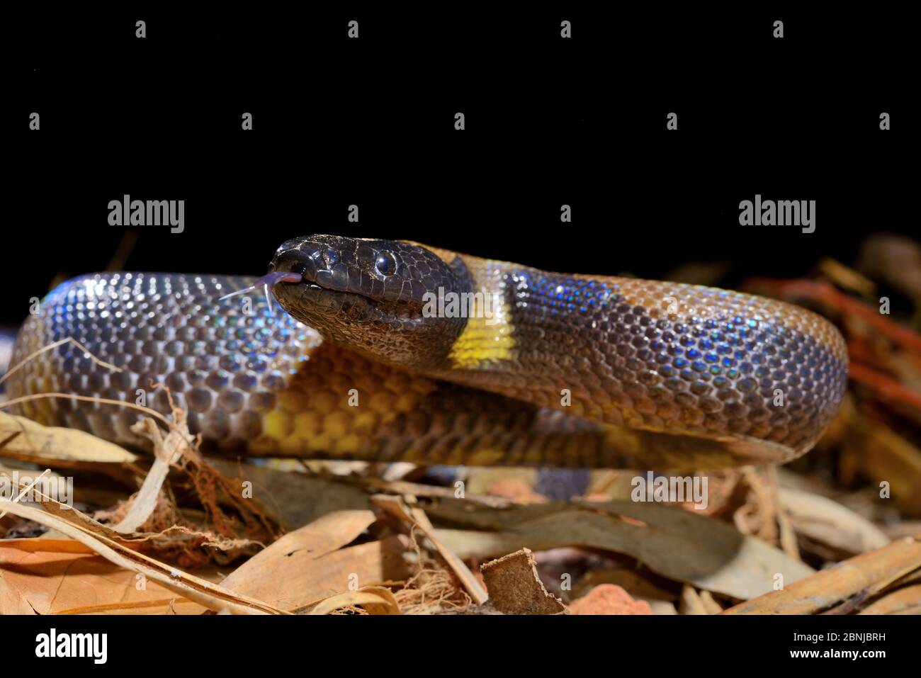 Le python annelé de Bismarck (Botrochilus boa) est captif, en Papouasie-Nouvelle-Guinée. Banque D'Images