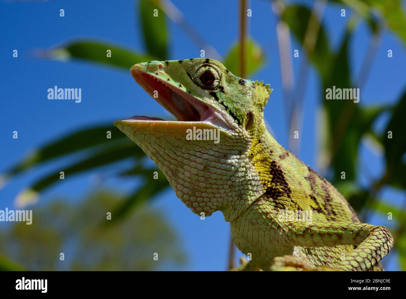 L'iguane à tête cylindrique dentelée (Laemanctus serratus) à col ouvert, captive, se trouve en Amérique centrale. Banque D'Images