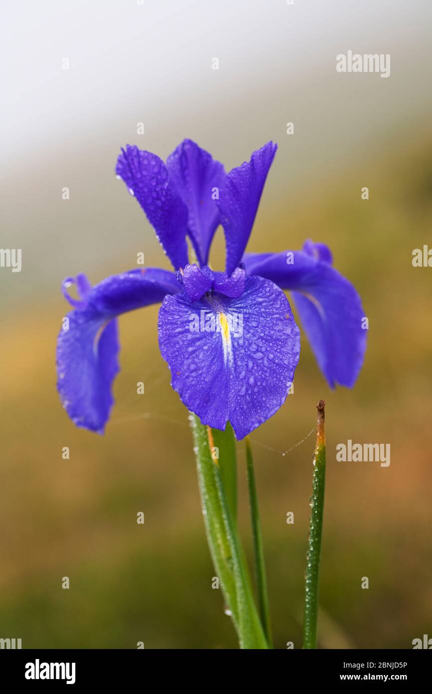 Iris espagnol (Iris latifolia) dans la brume matinale. Parc national des Pyrénées, France. Juillet. Banque D'Images Iris espagnol (Iris latifolia) dans la brume matinale. Parc national des Pyrénées, France. Juillet. Banque D'Images