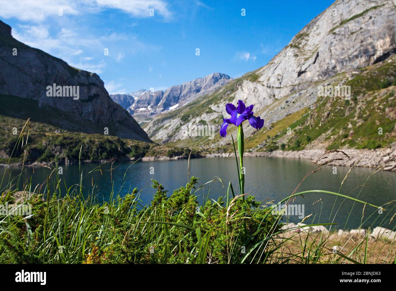 Iris espagnol (Iris latifolia) au bord du lac des Gloriettes avec la brèche de Tuquerouye, Parc National des Pyrénées, France. Juillet. Banque D'Images Iris espagnol (Iris latifolia) au bord du lac des Gloriettes avec la brèche de Tuquerouye, Parc National des Pyrénées, France. Juillet. Banque D'Images
