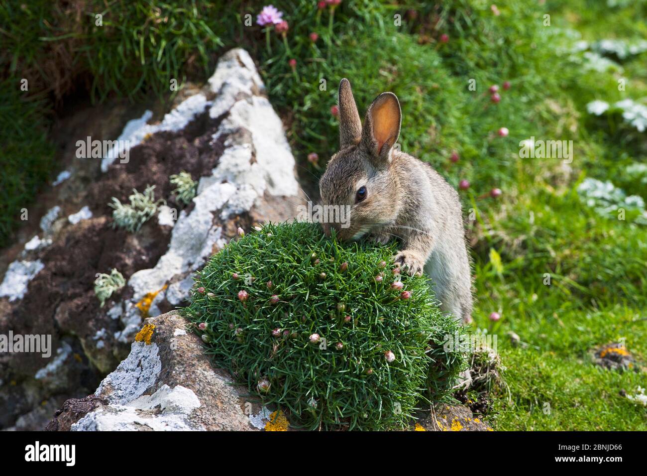 Lapin (Oryctolagus cuniculus), arrachage de Thrift (Armeria maritima) Île de Lunga, îles Treshnish, Écosse, Royaume-Uni, mai. Banque D'Images Lapin (Oryctolagus cuniculus), arrachage de Thrift (Armeria maritima) Île de Lunga, îles Treshnish, Écosse, Royaume-Uni, mai. Banque D'Images