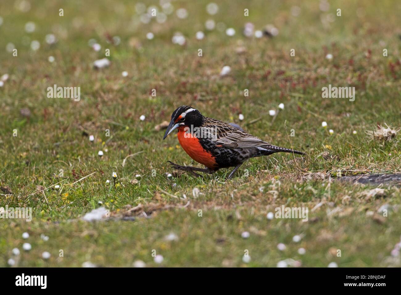 meadowlark à longue queue (Sturnella loyca falklandica) sur les prairies couvertes de pâquerettes, île Bleaker, îles Falkland, novembre. Banque D'Images