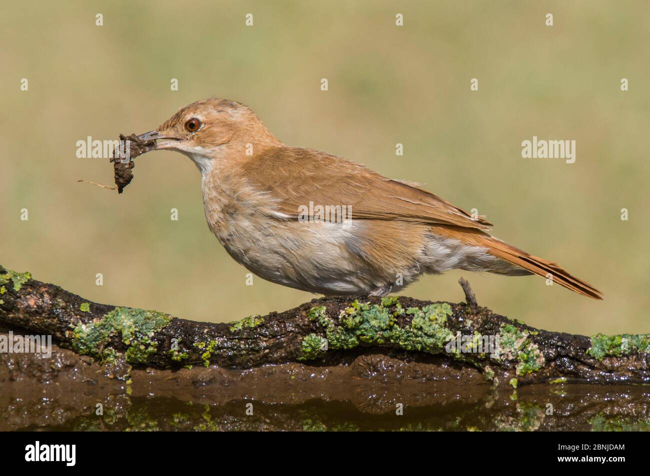 Hornero rufous (Furnarius rufus) avec boue dans le bec, marais Ibera, province de Corrientes, Argentine Banque D'Images