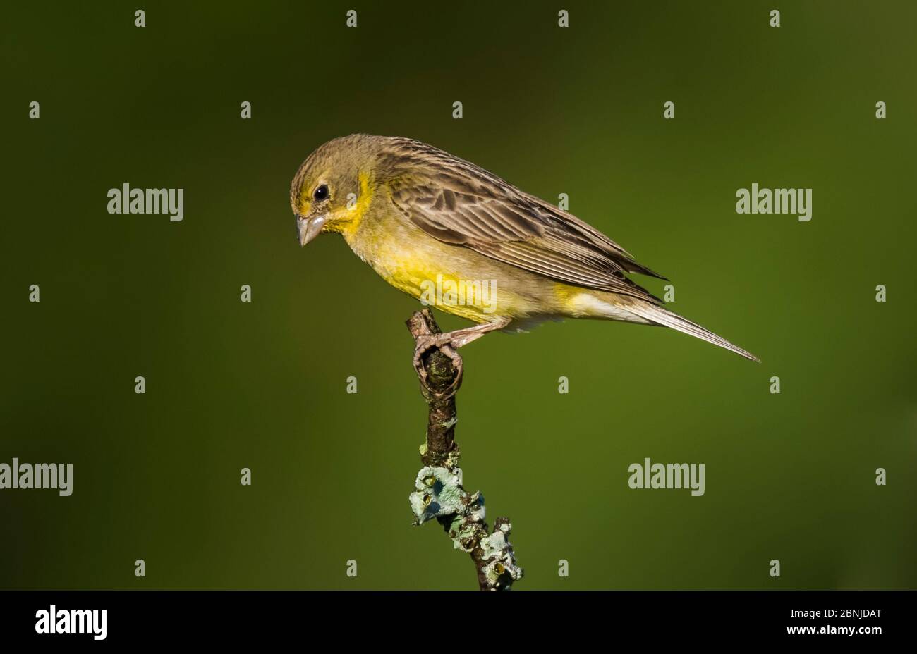 finch jaune herbacé (Sicalis luteola) la Pampa, Argentine Banque D'Images