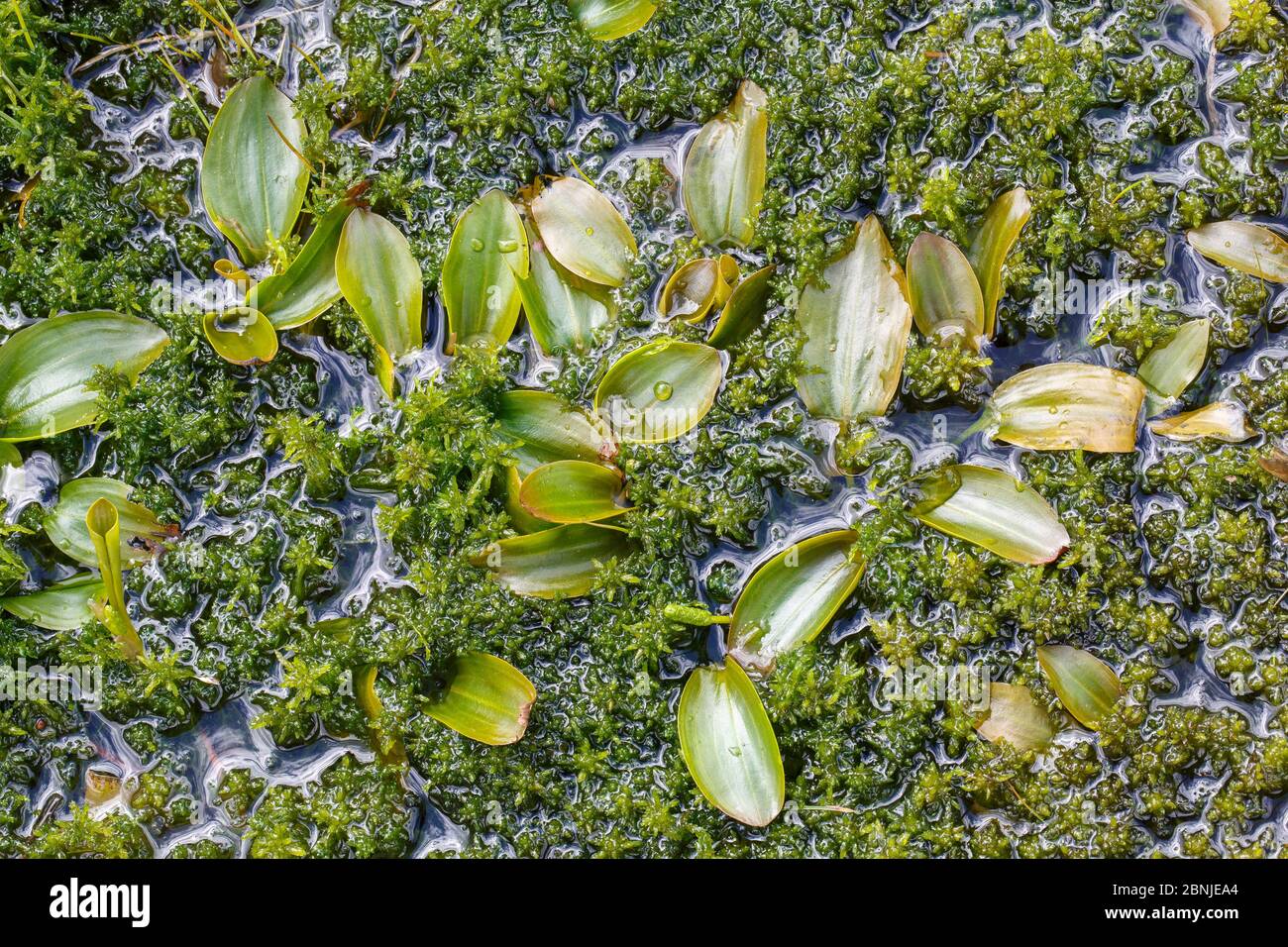 Palished à feuilles larges (Potamogeton natans) croissant parmi les mousses Sphagnum dans un petit étang de la réserve naturelle de Woorgreens, Gloucestershire, Royaume-Uni Banque D'Images