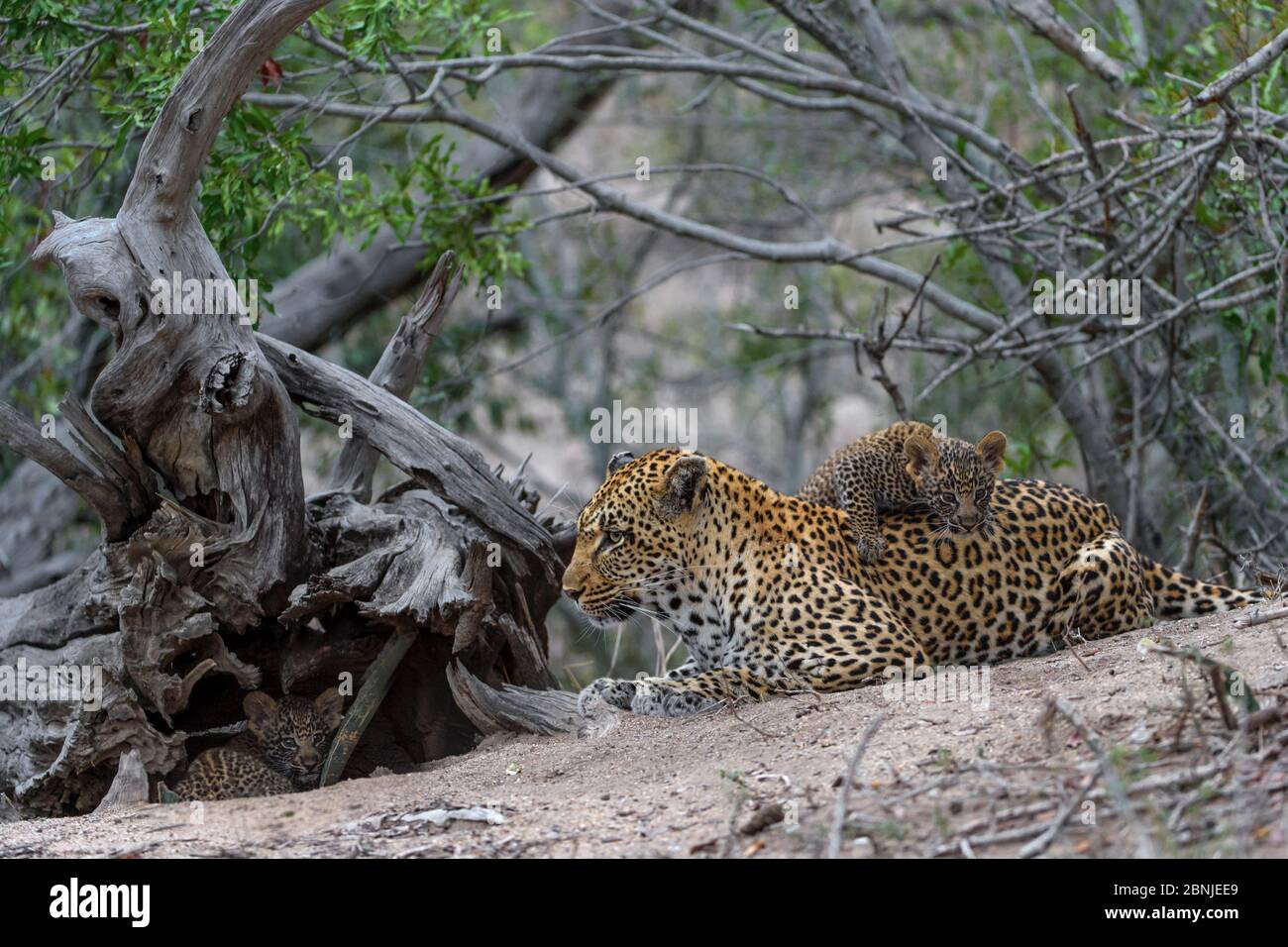 Leopard (Panthera pardus) mère avec cub, réserve privée de jeux de Lonlozi, réserve de jeux de sable de Sabi, Afrique du Sud. Banque D'Images