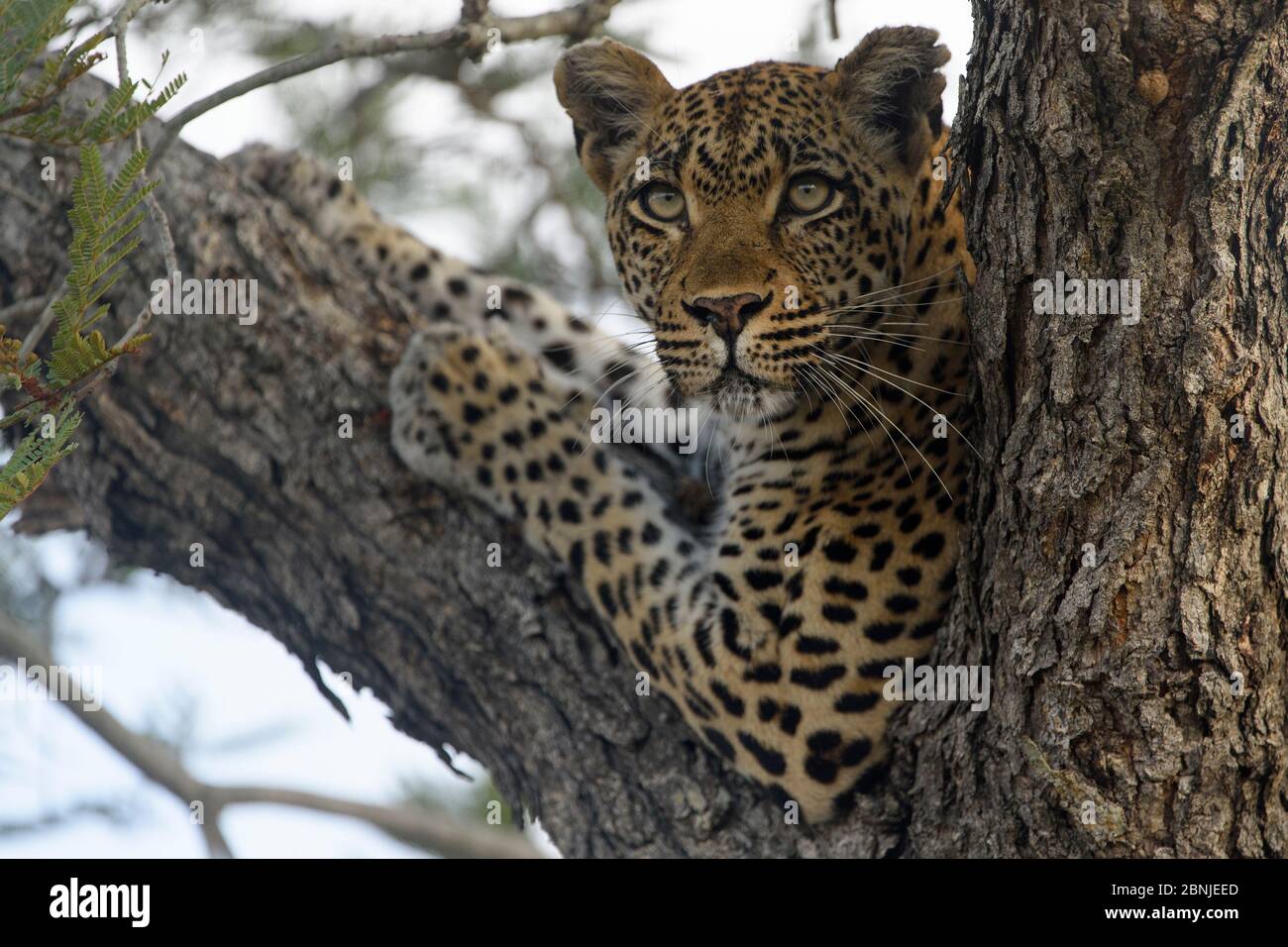 Léopard (Panthera pardus) reposant dans l'arbre, Réserve privée de jeux de Lonlozi, Réserve de jeux de sable de Sabi, Afrique du Sud. Banque D'Images