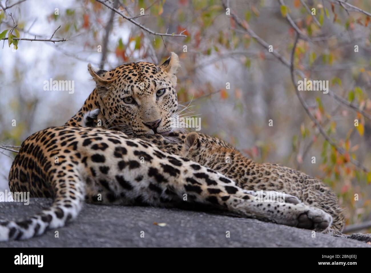 Leopard (Panthera pardus) mère avec des petits Londolozi Réserve de jeu privée, Sabi Sand Game Reserve, Afrique du Sud. Banque D'Images