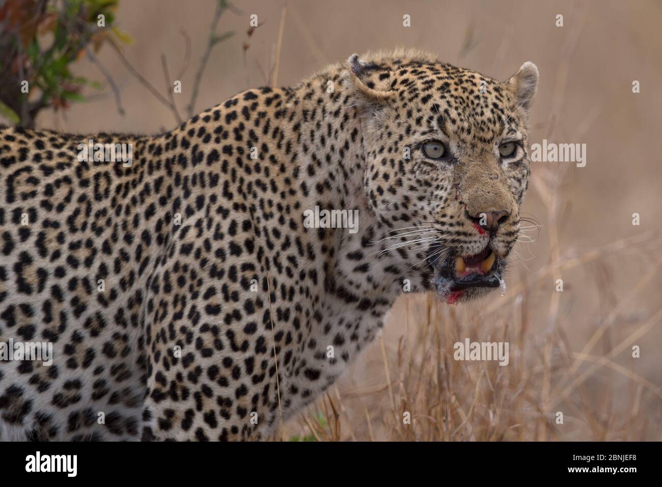 Portrait Leopard (Panthera pardus), Réserve privée de jeux de Lonlozi, Réserve de jeux de sable de Sabi, Afrique du Sud. Banque D'Images
