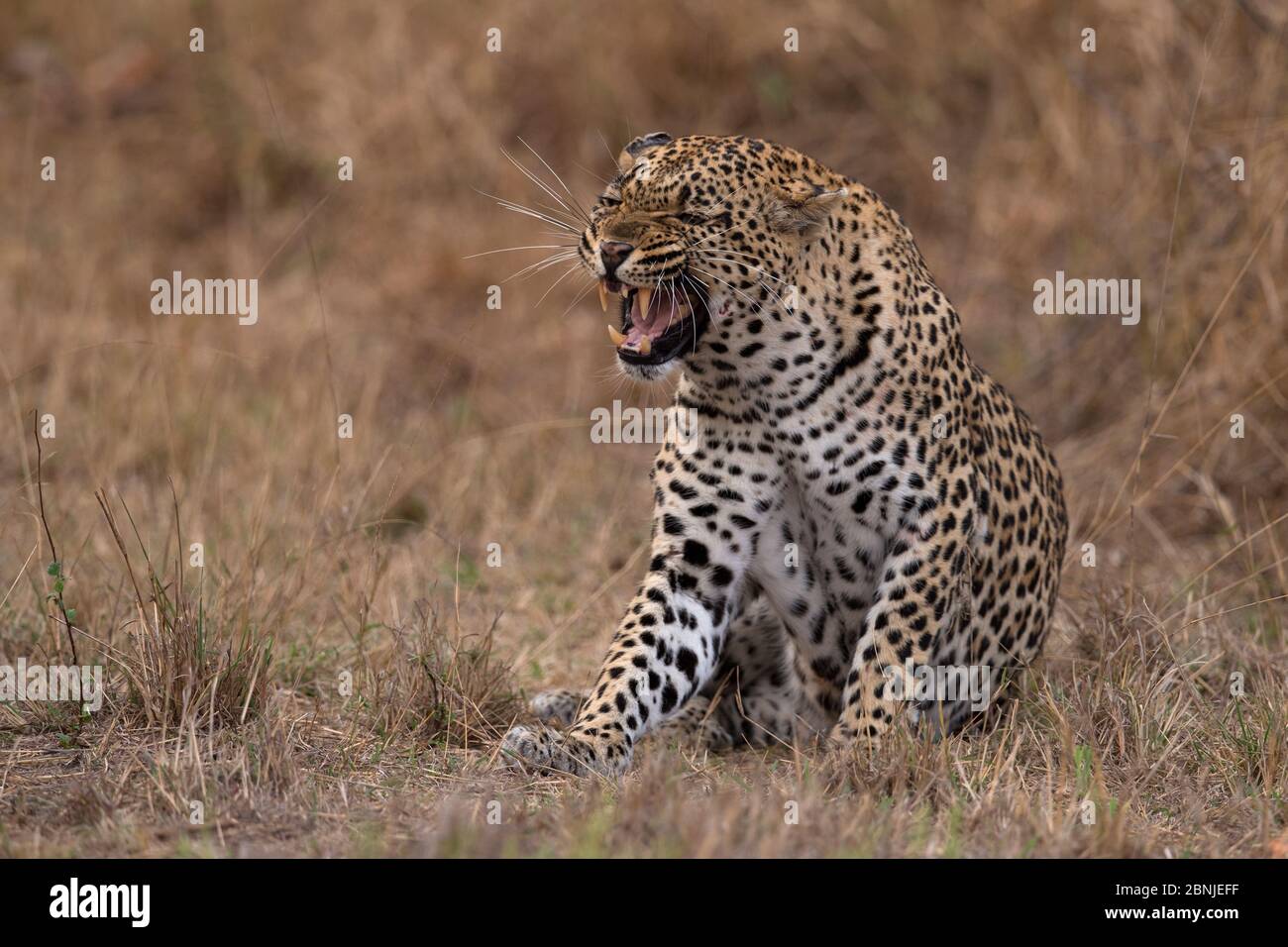 Leopard (Panthera pardus) bâillements, Réserve privée de jeux de Lonlozi, Réserve de jeux de sable de Sabi, Afrique du Sud. Banque D'Images