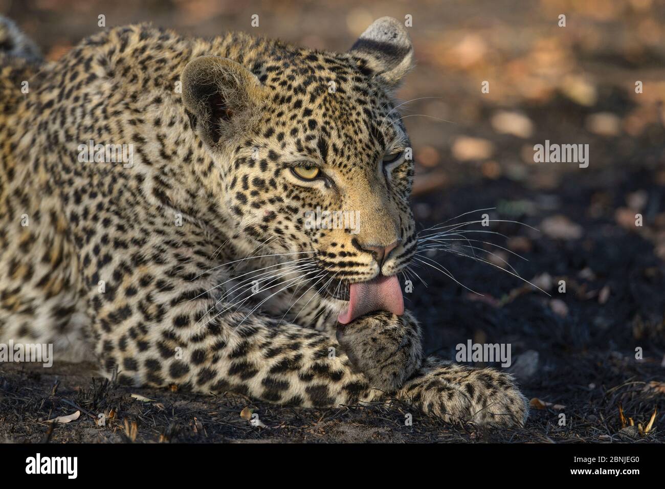 Soin du léopard (Panthera pardus), Réserve privée de Jeux de Lonlozi, Réserve de Jeux de sable de Sabi, Afrique du Sud. Banque D'Images