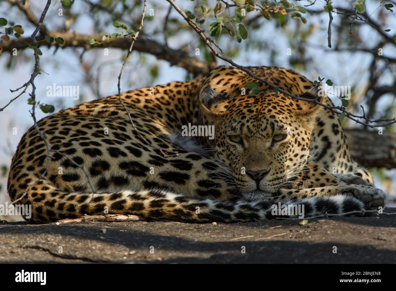 Leopard (Panthera pardus) de repos, Réserve privée de Jeux de Lonlozi, Réserve de jeu de sable de Sabi, Afrique du Sud. Banque D'Images
