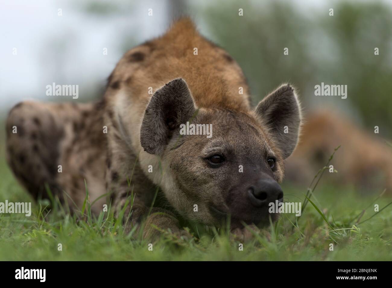 Hyène brune (Hyena brunnea) au repos, Réserve privée de gibier de Lonsolozi, Réserve de gibier de sable de Sabi, Afrique du Sud. Banque D'Images