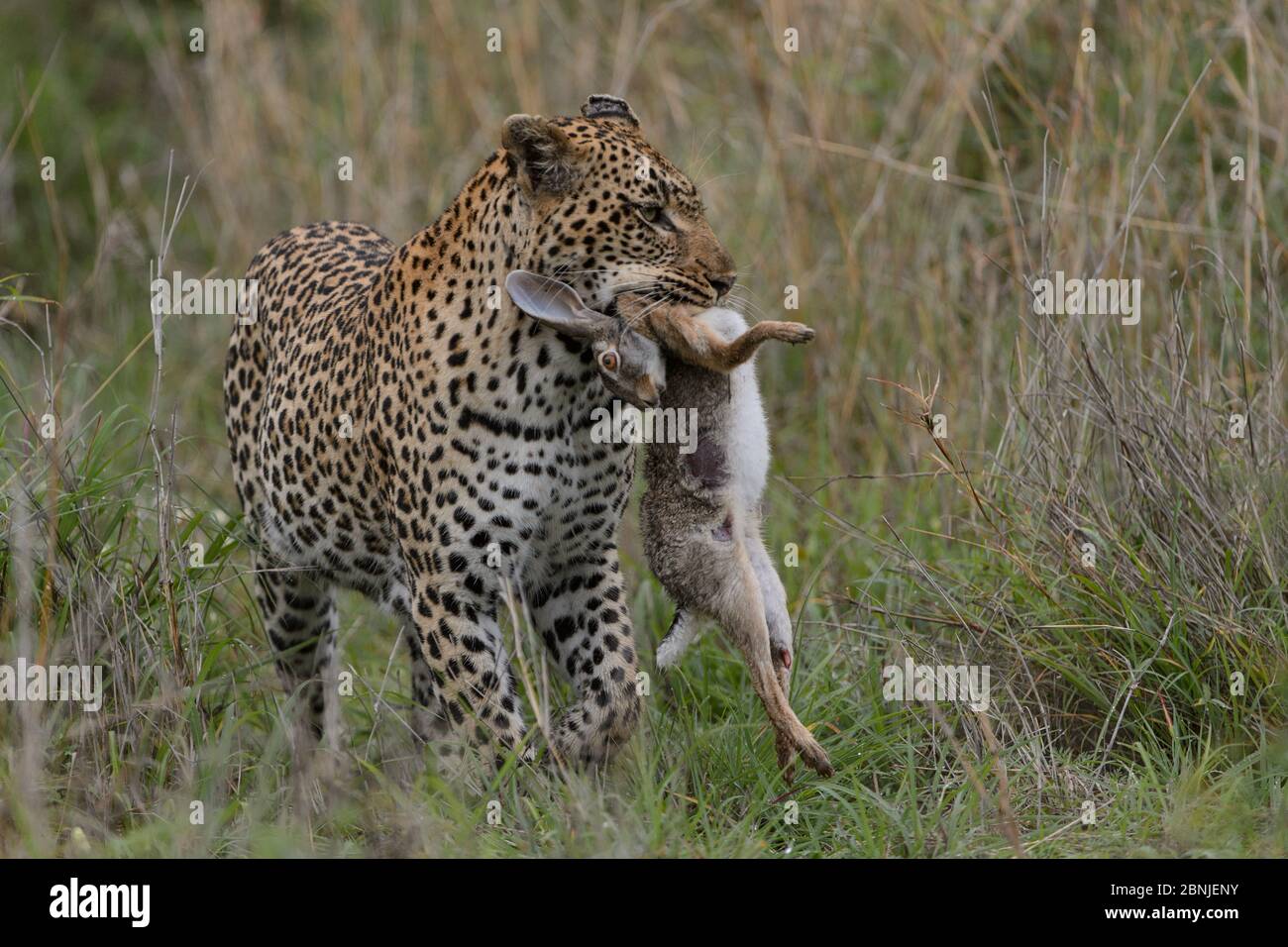 Léopard (Panthera pardus) avec proies de lièvre, réserve privée de jeux de Lonlozi, réserve de jeux de sable de Sabi, Afrique du Sud. Banque D'Images