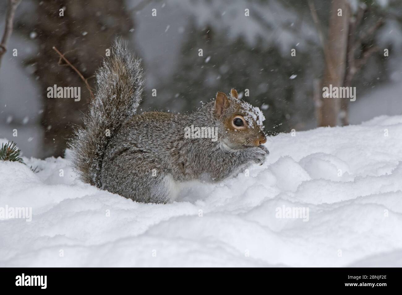 Écureuil gris de l'est (Sciurus carolinensis) se nourrissant dans la neige, Parc national de l'Acadie, Maine, États-Unis. Février. Banque D'Images