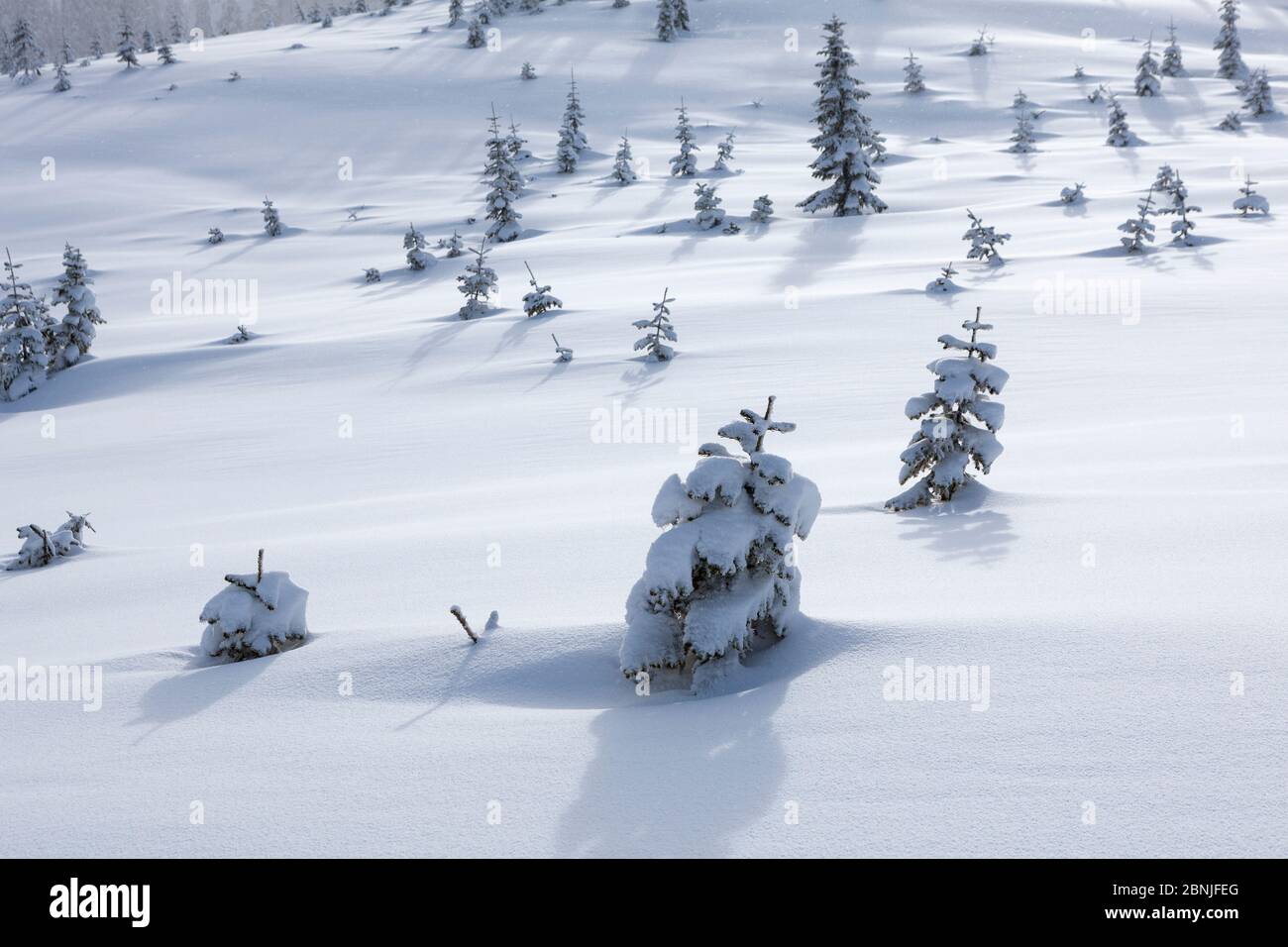 Arbres enneigés dans une coupe claire près du col Windy dans la forêt nationale du mont Baker-Snoqualmie, Washington, États-Unis. Janvier 2016. Banque D'Images