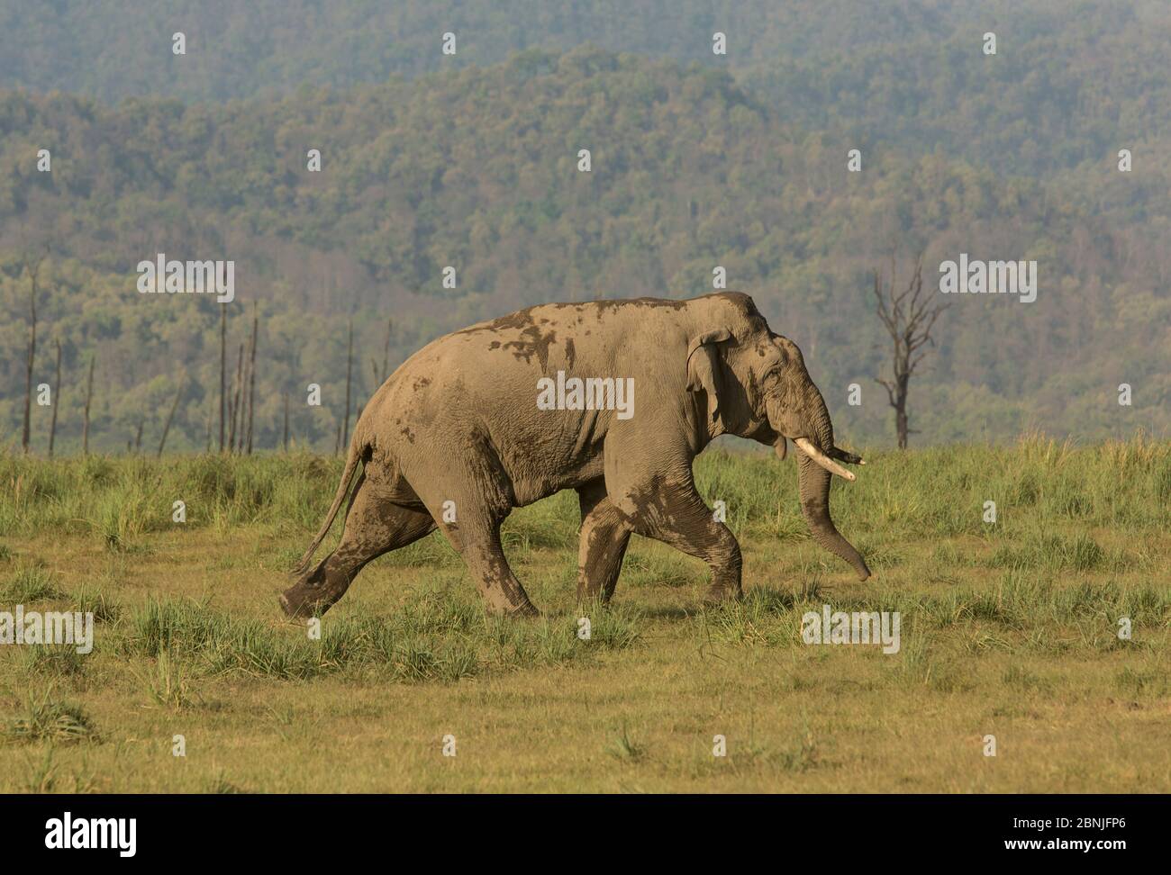 Éléphant asiatique (Elepha maximus) mâle marchant agressivement vers le mâle rival. Parc national Jim Corbett, Inde. Banque D'Images