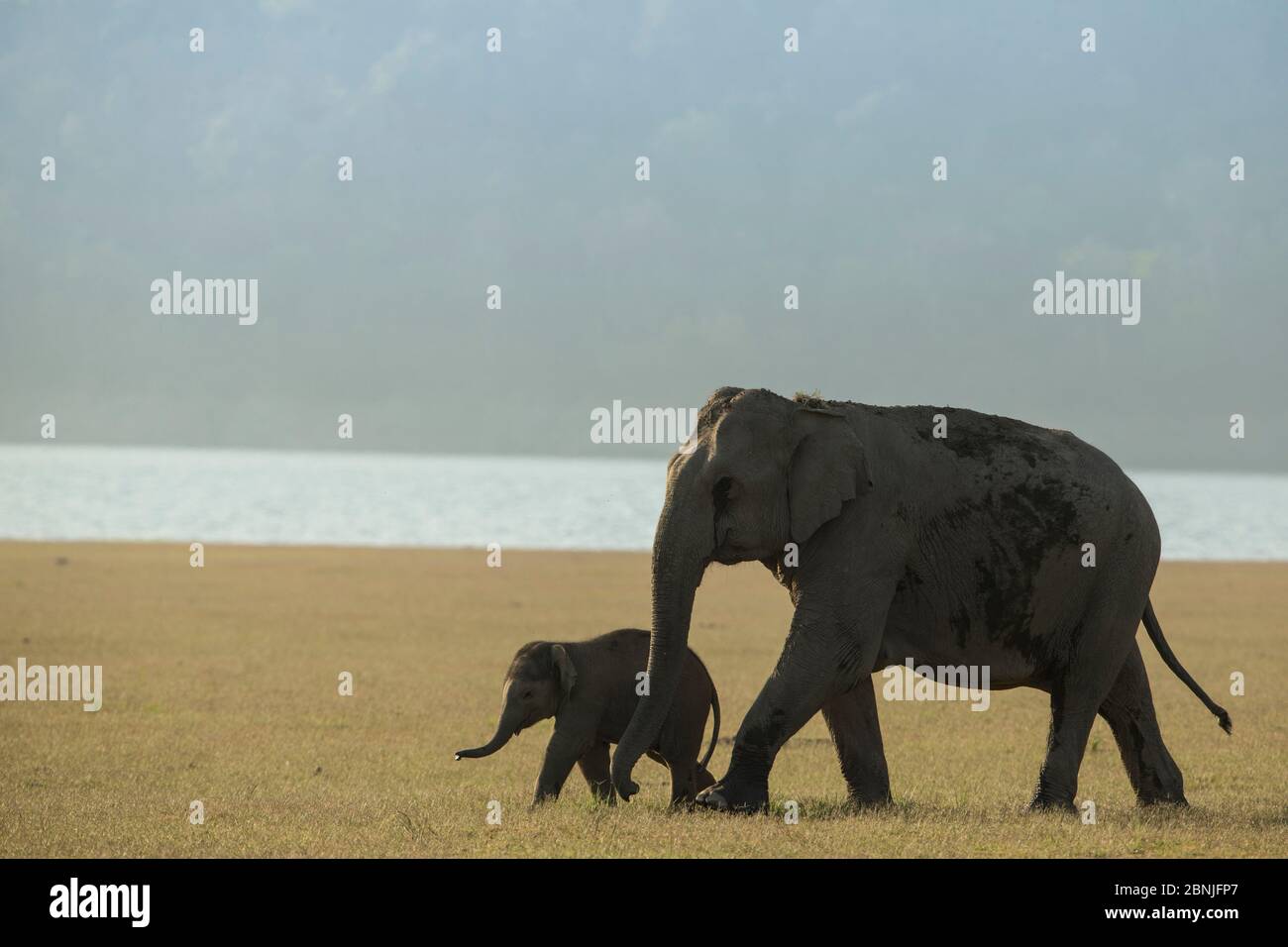 Éléphant asiatique (Elepha maxima) mère et veau passant par la prairie. Parc national Jim Corbett, Inde. Banque D'Images