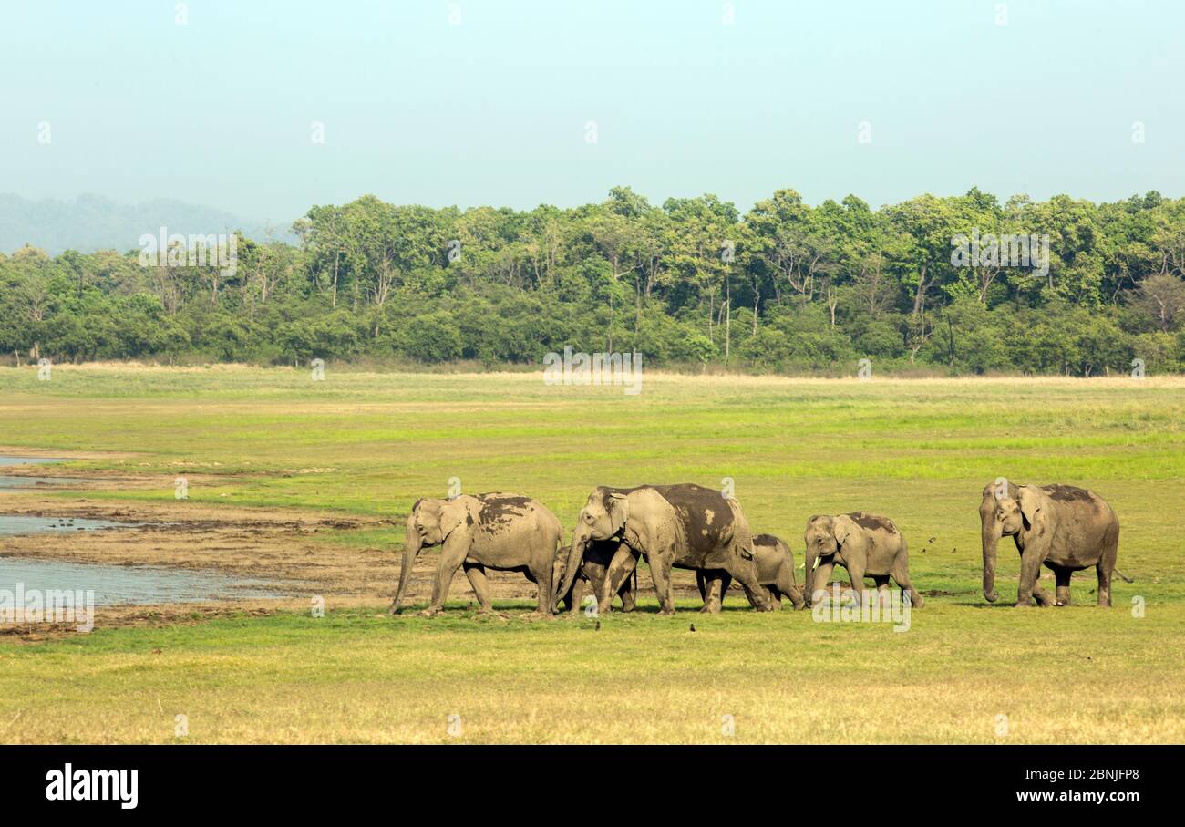 Éléphant asiatique (Elepha maxima), troupeau approchant du lac pour boire de l'eau. Parc national Jim Corbett, Inde. Banque D'Images