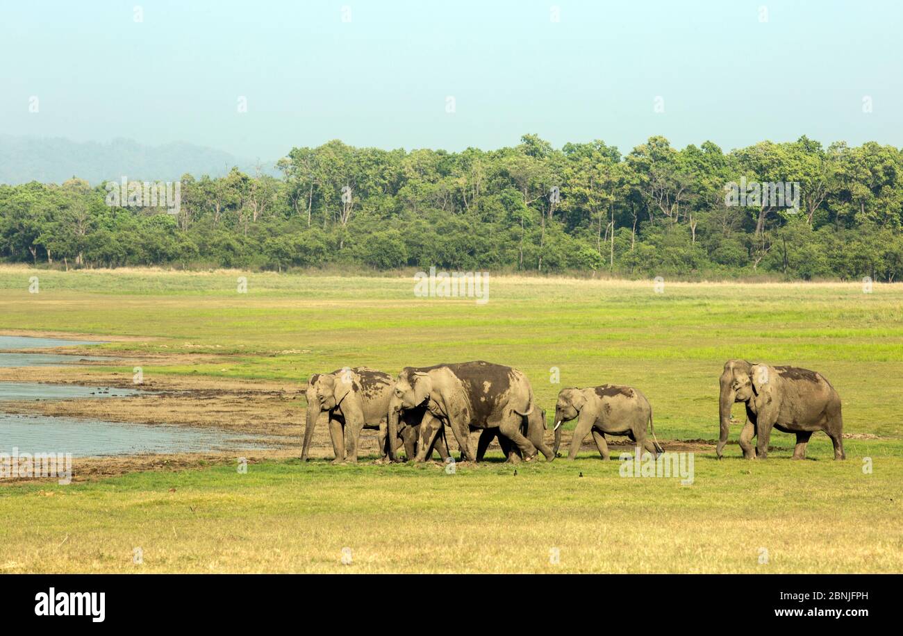 Éléphant asiatique (Elepha maxima), troupeau approchant du lac pour boire de l'eau. Parc national Jim Corbett, Inde. Banque D'Images