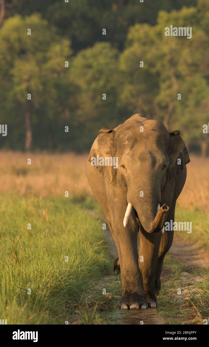 Éléphant asiatique (Elepha maximus) mâle renifle de l'air tout en marchant sur la voie forestière. Parc national Jim Corbett, Inde. Banque D'Images