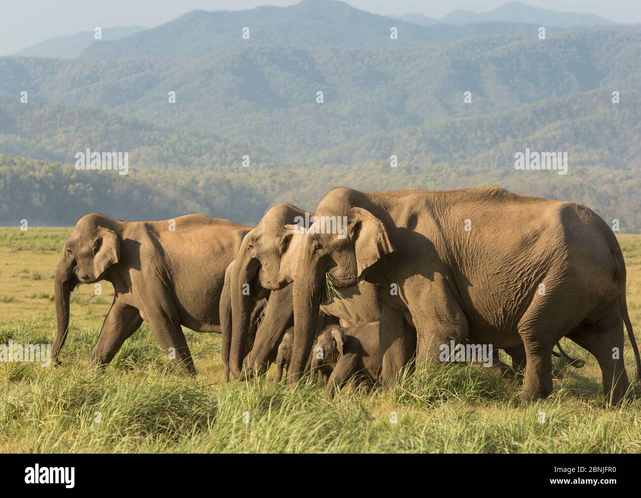 Éléphant asiatique (Elepha maxima), troupeau se nourrissant sur l'herbe. Parc national Jim Corbett, Inde. Banque D'Images