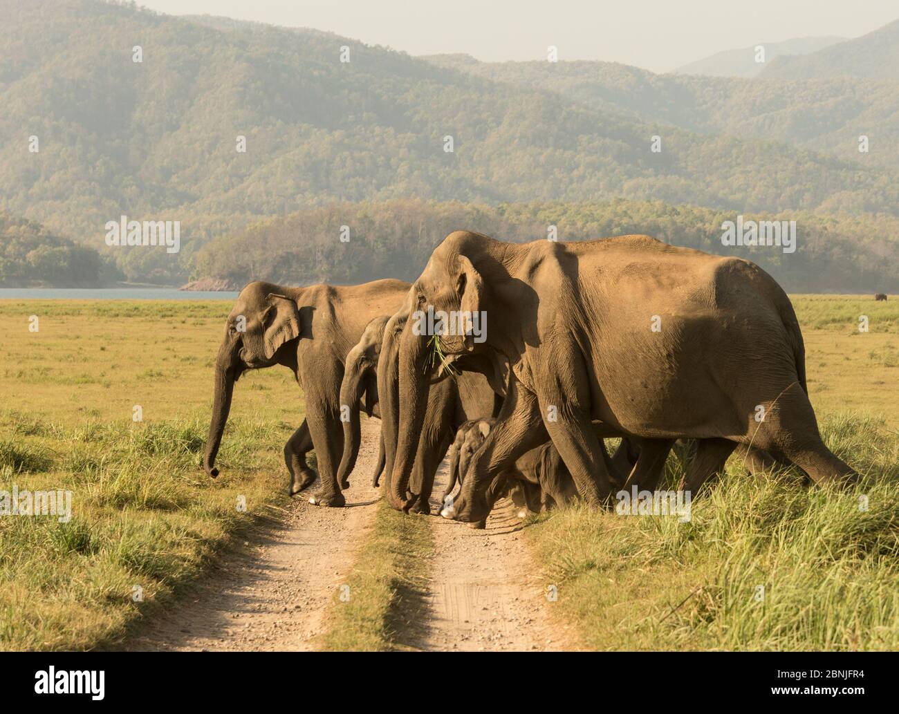 Éléphant asiatique (Elephas maximus), voie de traversée de troupeau en direction du lac. Parc national Jim Corbett, Inde. Banque D'Images