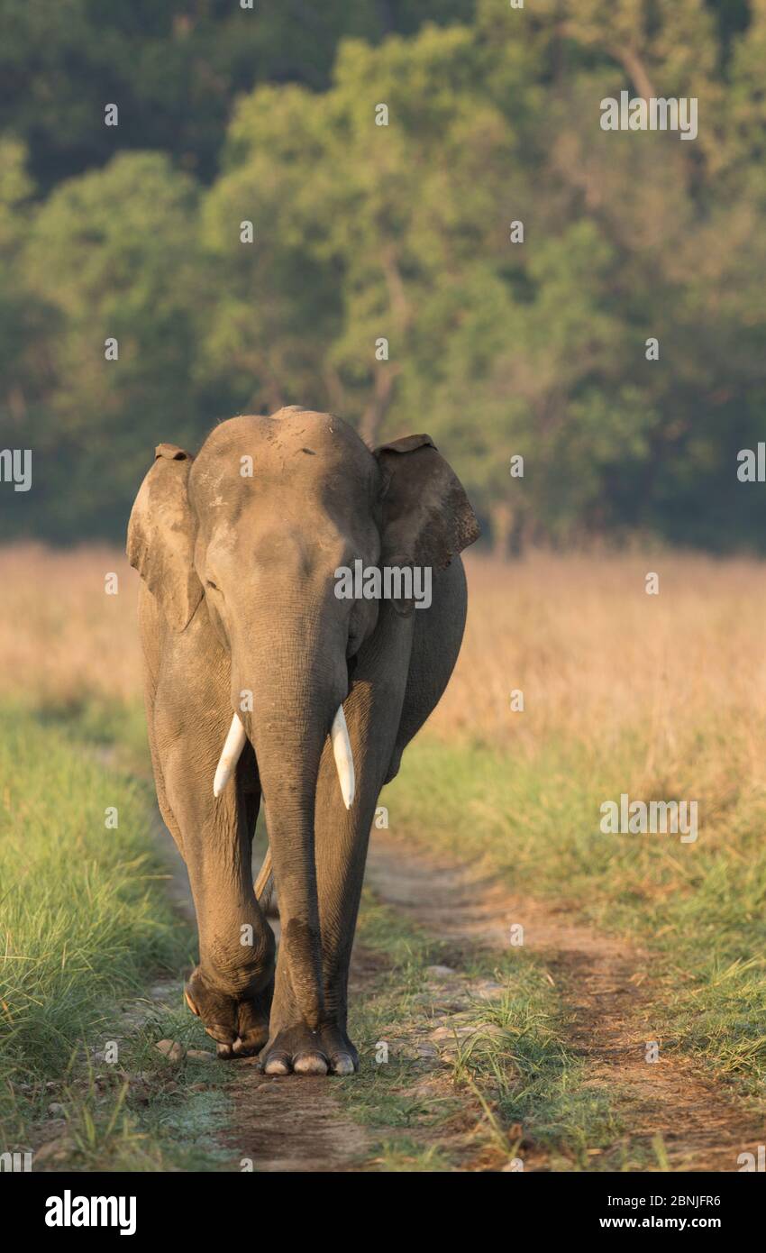 Éléphant asiatique (Elepha maximus) mâle renifle de l'air tout en marchant sur la voie forestière. Parc national Jim Corbett, Inde. Banque D'Images